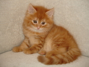 Сибирские пушистые котята.8-025-9809776 