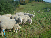 Продаём овец мясной породы МЕРИНОС 