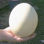 инкубационные  страусиные  яйца 