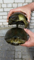 водная черепаха
