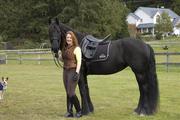 Черный Фризская лошадь